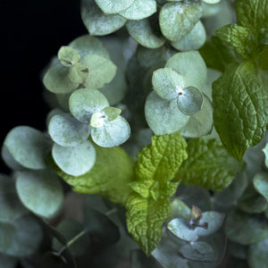 Eucalyptus + Mint